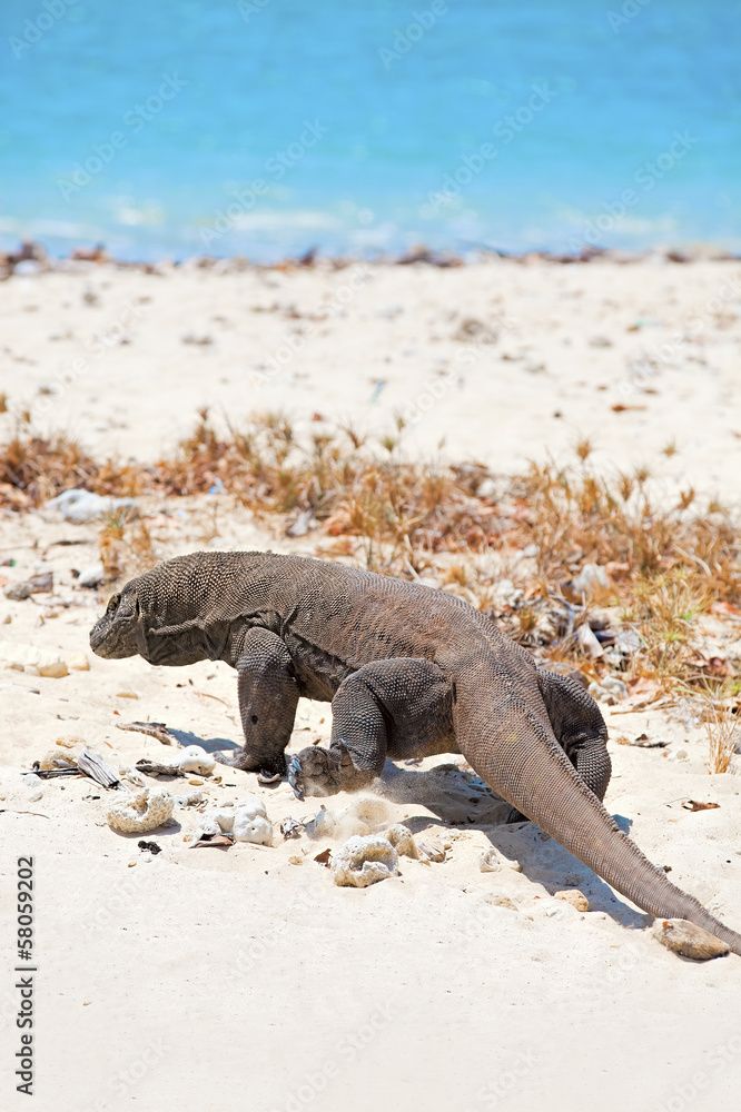 Fototapeta premium Waran z Komodo