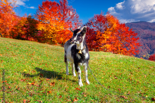 Young goat on pasture in the mountains in autumn
