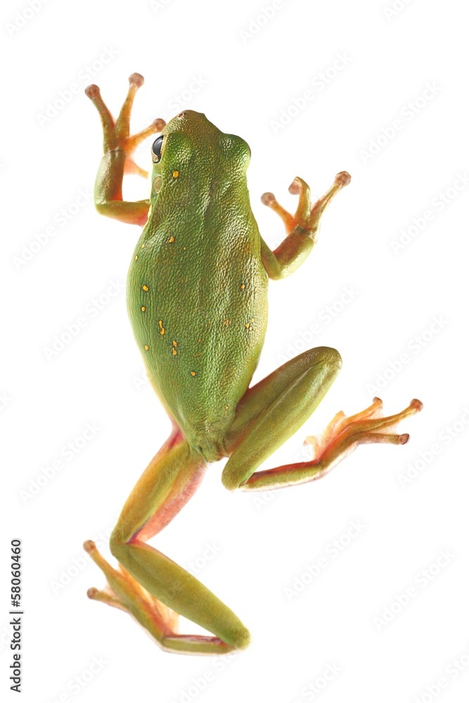 Naklejka premium Tree frog (Litoria infrafrenata)