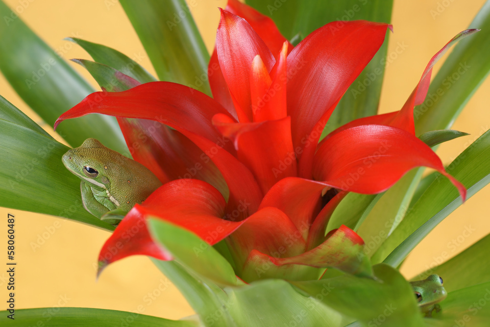 Obraz premium Tree frog (Litoria infrafrenata) and Guzmania (Bromeliaceae)