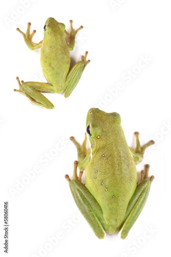 Tree frog (Litoria infrafrenata)