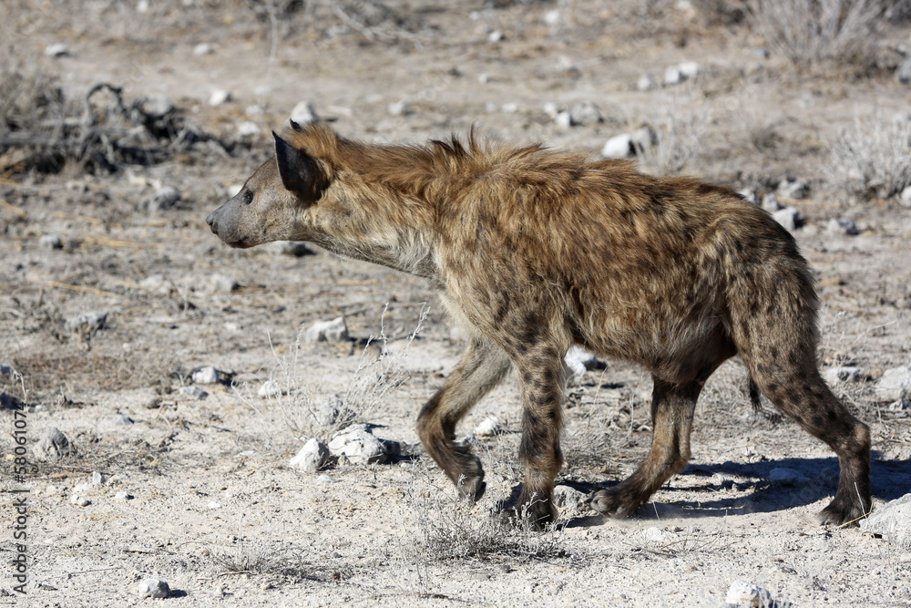 Tüpfelhyäne im Etosha Nationalpark. Namibia Tüpfelhyäne im Etosha Nationalpark. Namibia