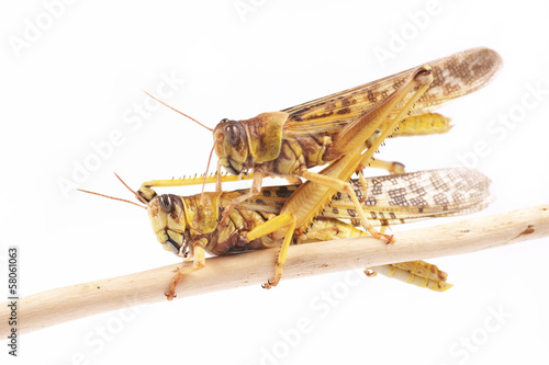 Locust, Desert locust (Schistocerca gregaria) photo