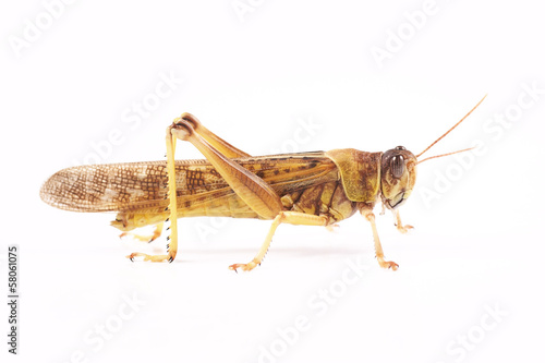 Locust, Desert locust (Schistocerca gregaria) © Mirek Kijewski