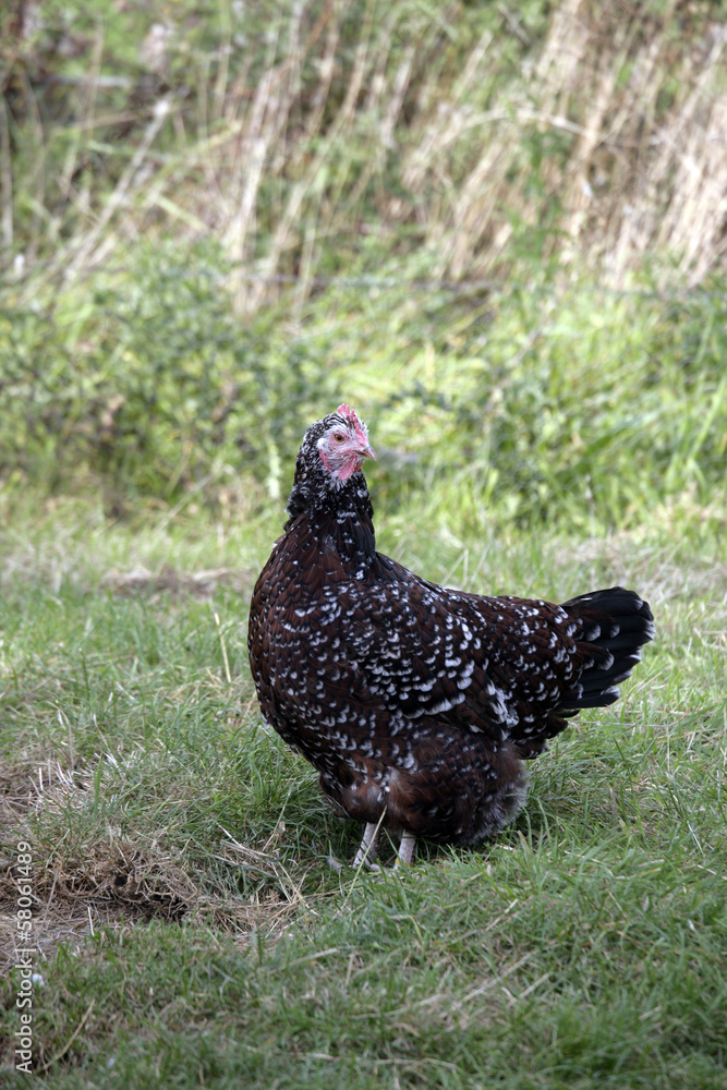 Speckled sussex