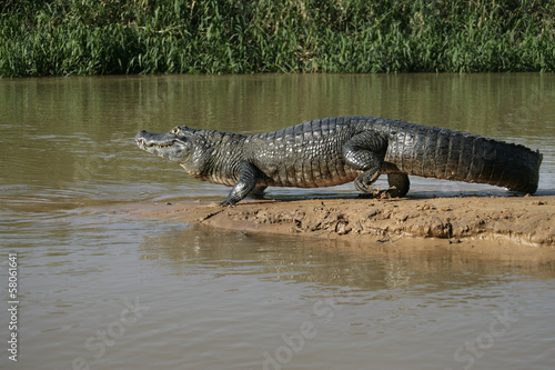 Spectacled caiman  Caiman crocodilus