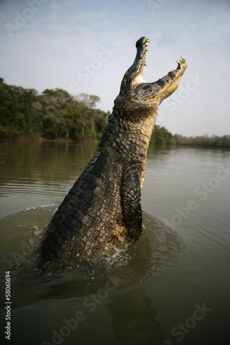 Spectacled caiman  Caiman crocodilus