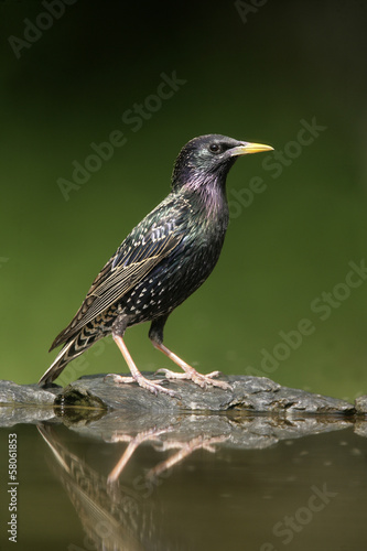 Starling, Sturnus vulgaris © Erni