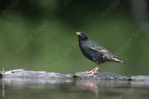 Starling, Sturnus vulgaris