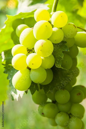 closeup of green grapes in a vineyard