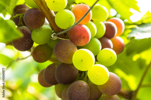 closeup of grapes in a vineyard