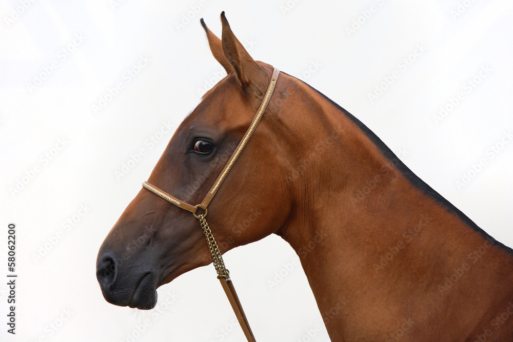 Obraz premium Golden akhal-teke horse portrait