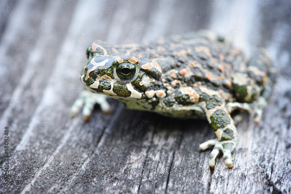 Green frog (Bufo viridis) on an old wooden bench Green frog (Bufo viridis) on an old wooden bench