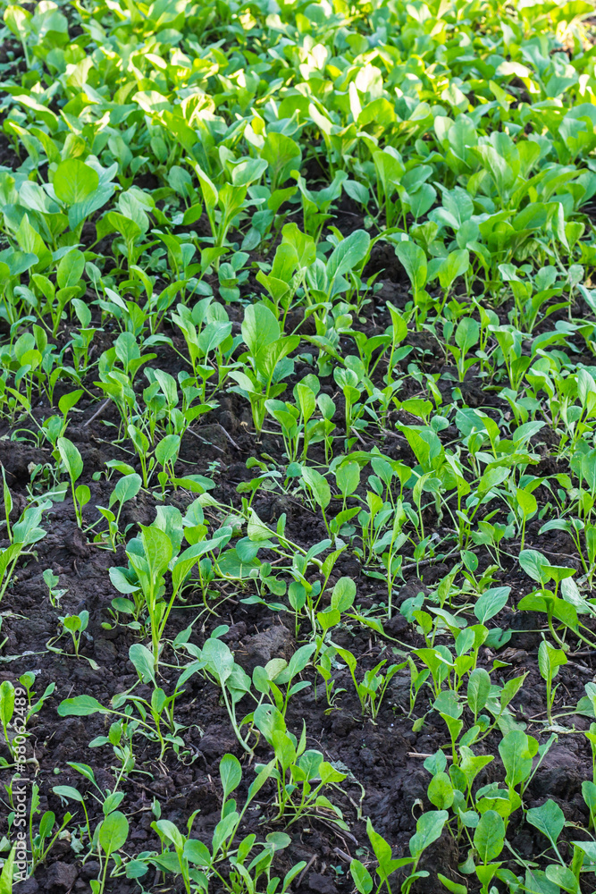 Cantonese Chinese vegetables plant