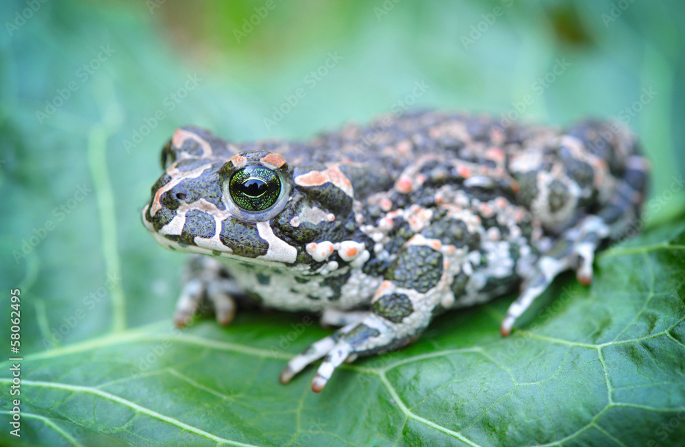 Green frog (Bufo viridis) on a green leaf Green frog (Bufo viridis) on a green leaf