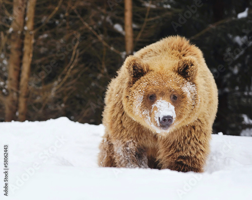 Wild brown bear in winter forest