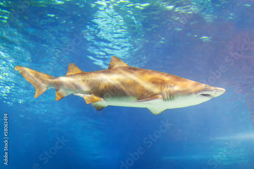  large shark in the sea