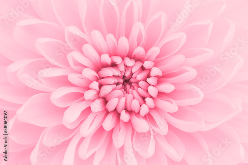 Pink chrysanthemum petals macro shot Fototapet