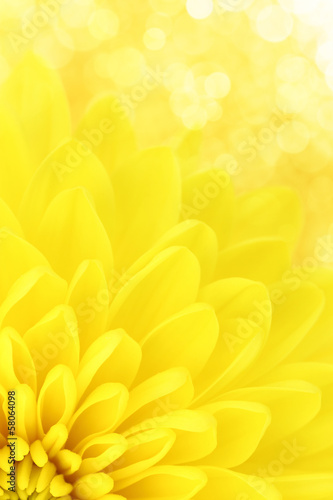 Fototapeta Naklejka Na Ścianę i Meble -  Yellow chrysanthemum petals macro shot