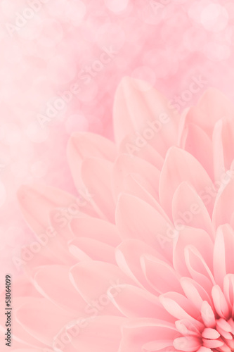 Pink chrysanthemum petals macro shot #58064099