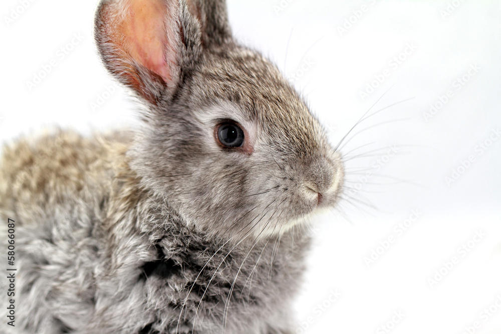 Obraz premium Gray rabbit
