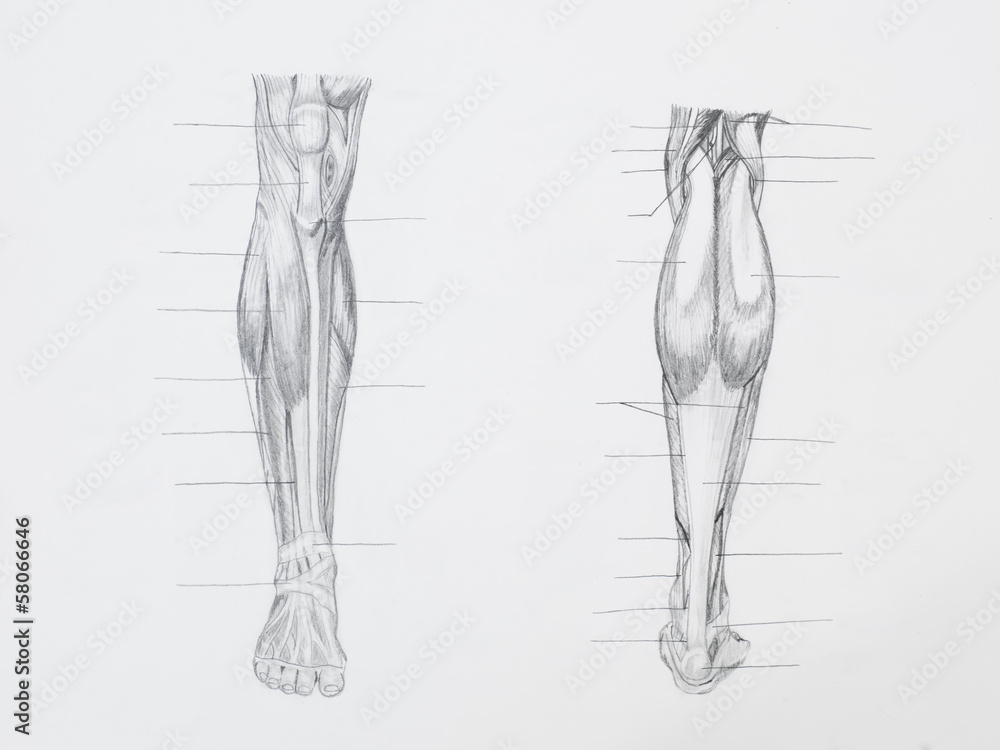 Detail of leg muscles pencil drawing on white paper Detail of leg muscles pencil drawing on white paper