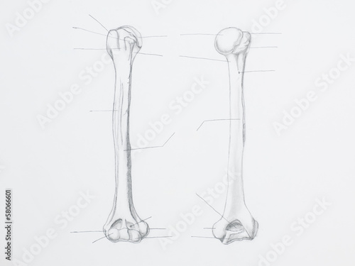 Detail of humerus pencil drawing on white paper
