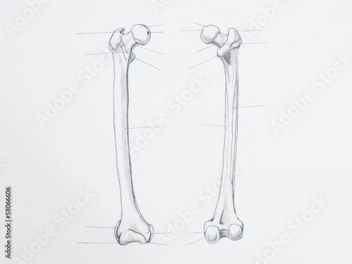 Detail of femur bone pencil drawing on white paper