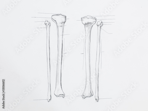 Detail of tibula fibula bones pencil drawing on white paper