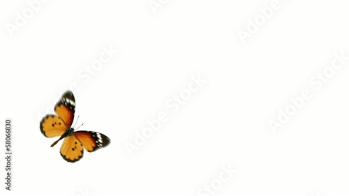 flight monarch butterfly on a white background