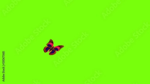 butterfly on a green background