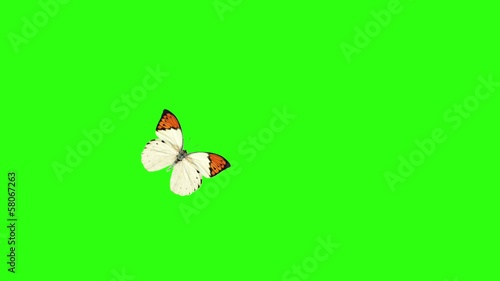 flight butterfly on a white background
