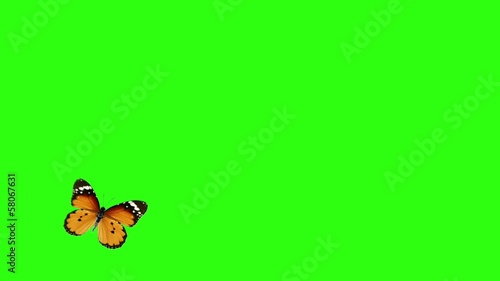 beautiful butterflies flying on a green background