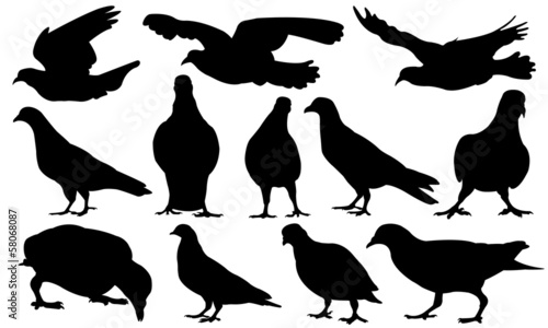 Fototapeta Naklejka Na Ścianę i Meble -  pigeons