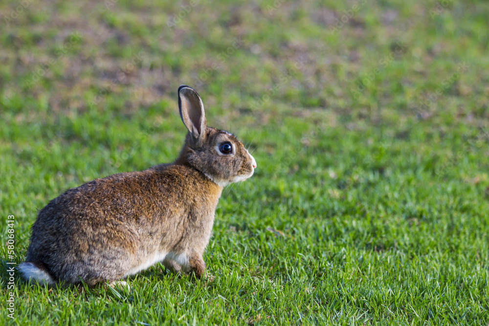 Fototapeta premium Brown and White Rabbit on Grass