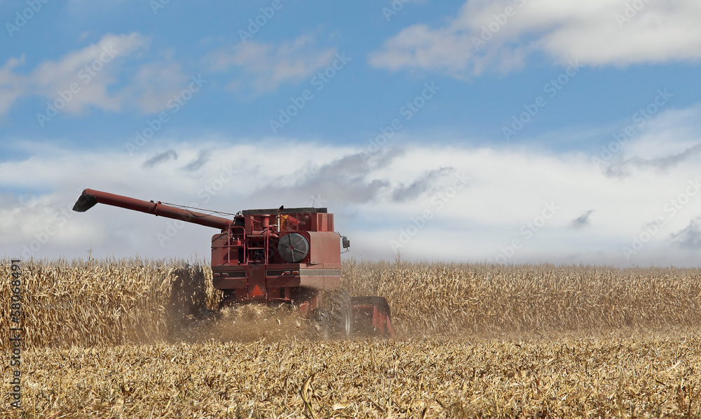Fototapeta premium Picking Corn Crop