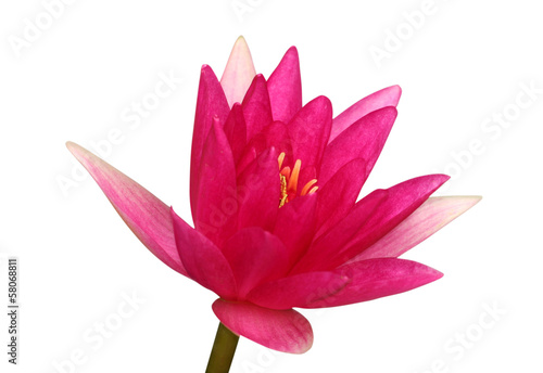 Φωτογραφία Pink waterlily isolated on white