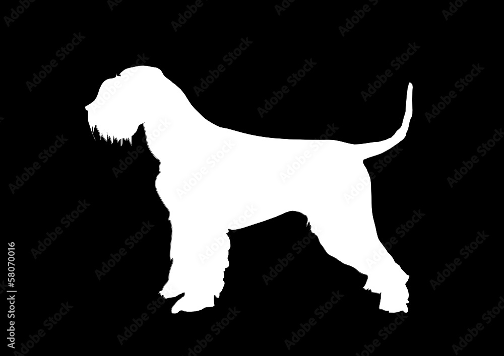 dog dog