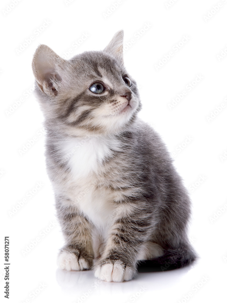 The gray striped kitten sits The gray striped kitten sits