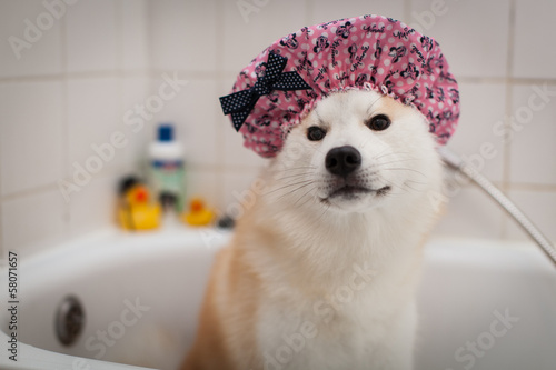 Akita Bain