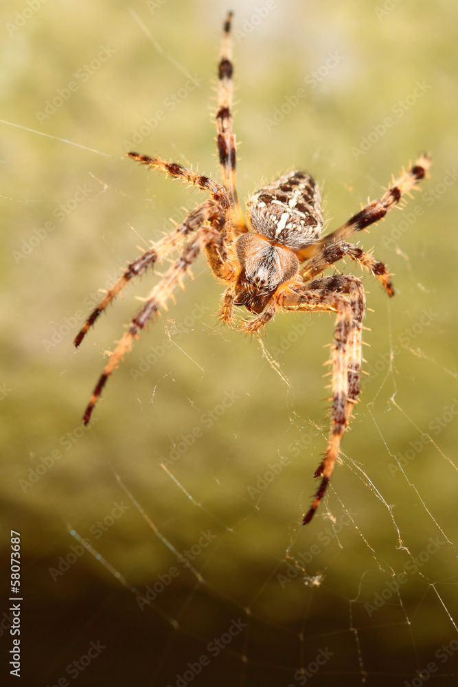 Spider Spider