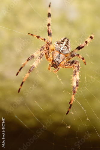 Spider