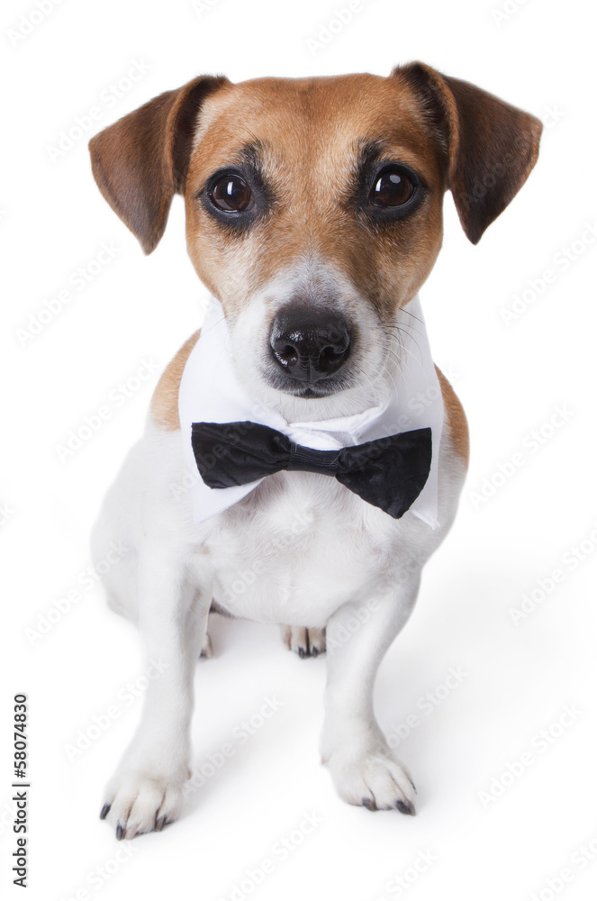 elegant dog with tie