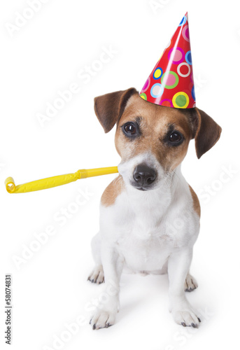 Cute dog in red party hat