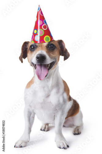 Cute dog in red party hat © Iryna&Maya