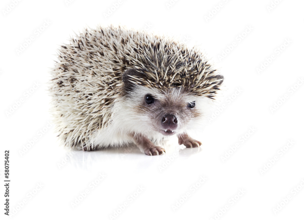 Angry African pygmy hedgehog (Atelerix albiventris) on a white b Angry African pygmy hedgehog (Atelerix albiventris) on a white b