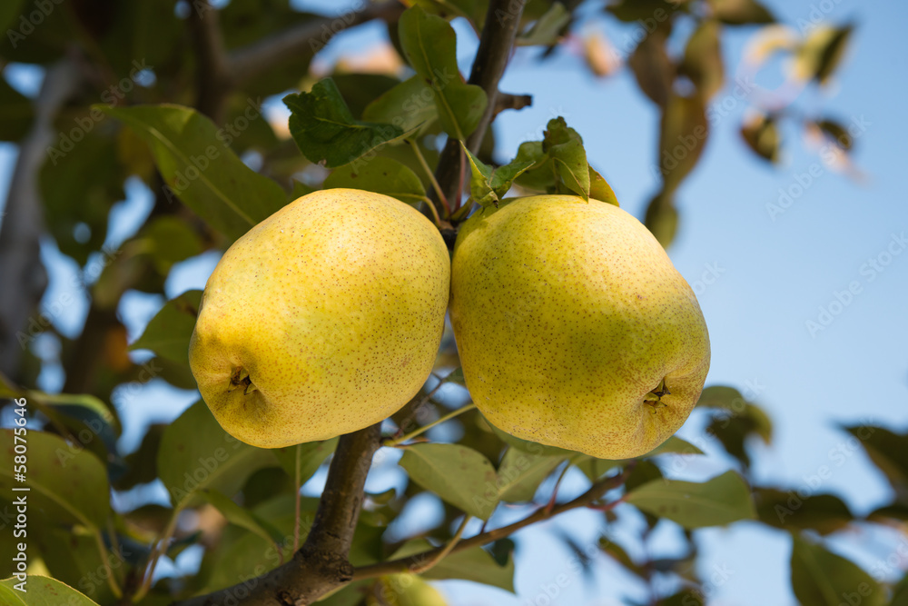 pear on the branch pear on the branch
