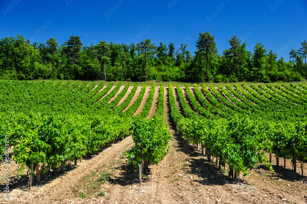 beautiful rows of grapes before harvesting  in a french vineyard