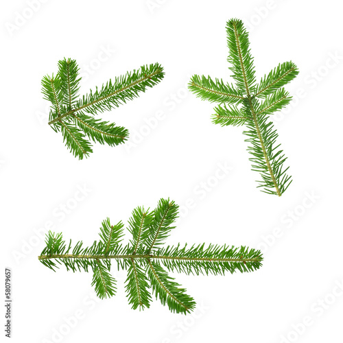 fir twig