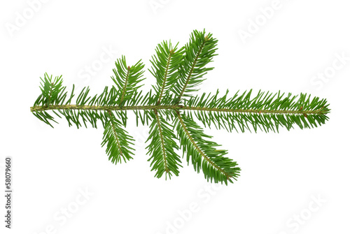 fir twig